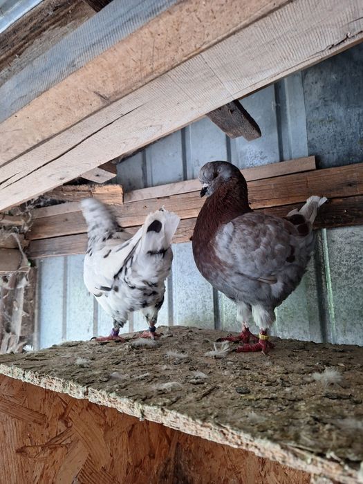 Vand porumbei strasseri.kingi voltati