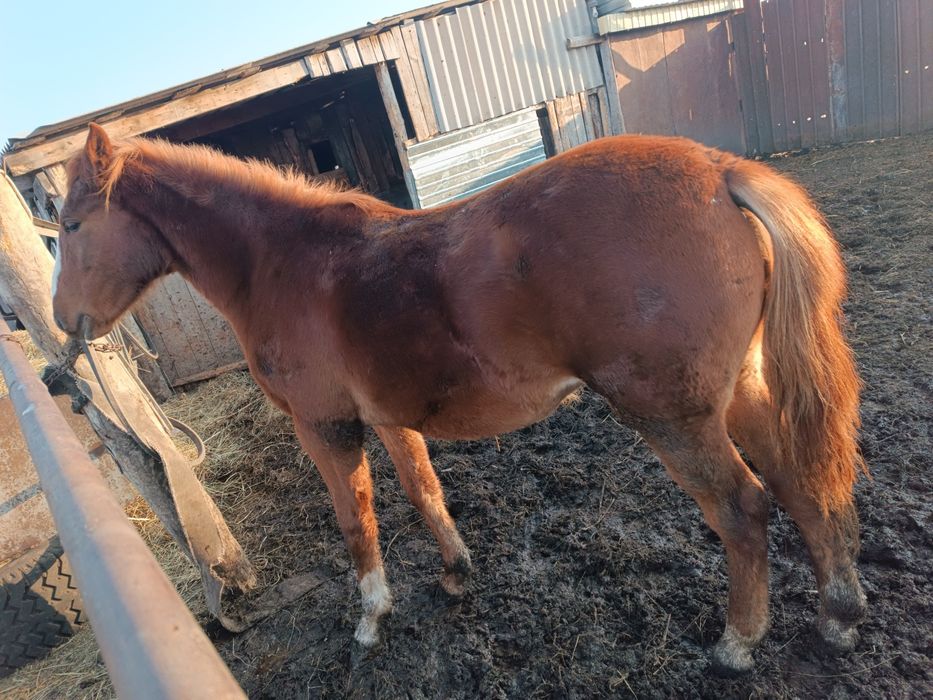 Обмен кобылки с откорма