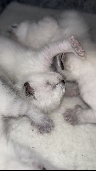 Прямоухий кот, Вязка ( для вислоухих и прямоухих)