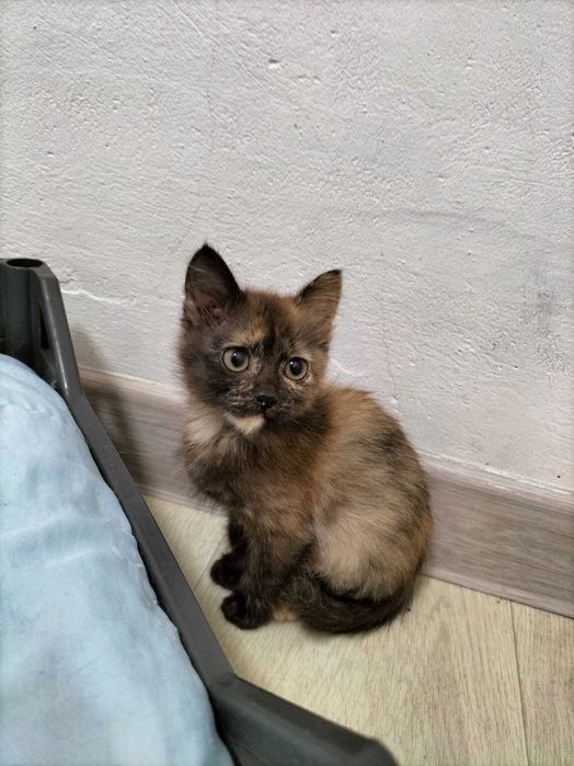 Отдам котенка в добрые руки