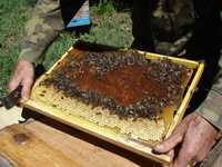 Продам пчелопакеты и пчелосемьи