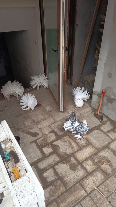 Vând porumbei  frumosi