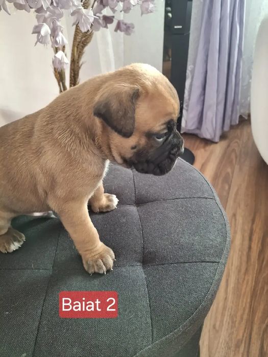 Pui de boxeri dragalasi