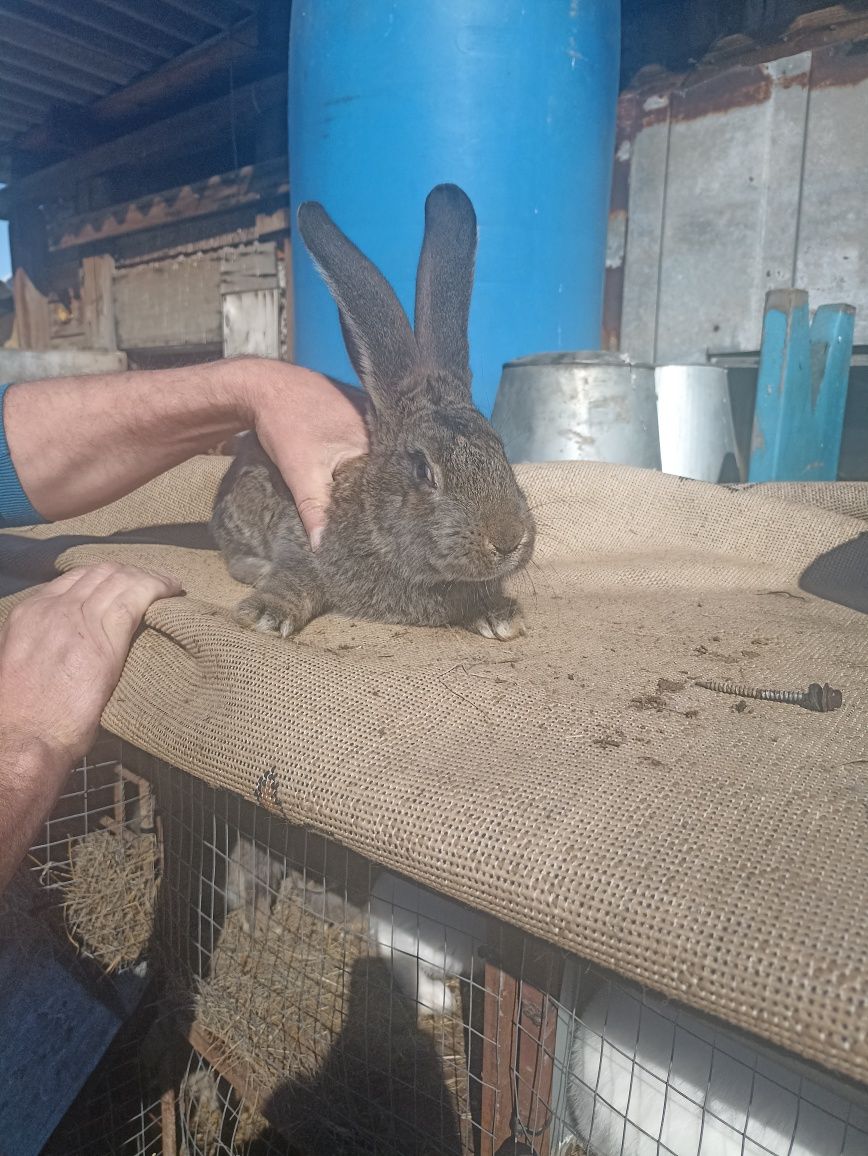 Продам кроликов порода Фландер