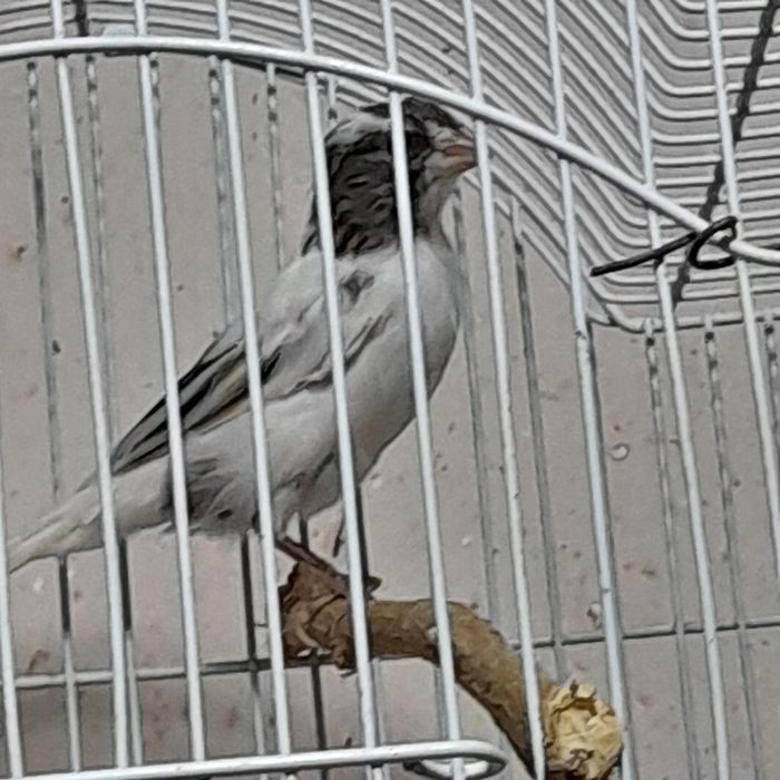 Нар канарейкалар сотилади.