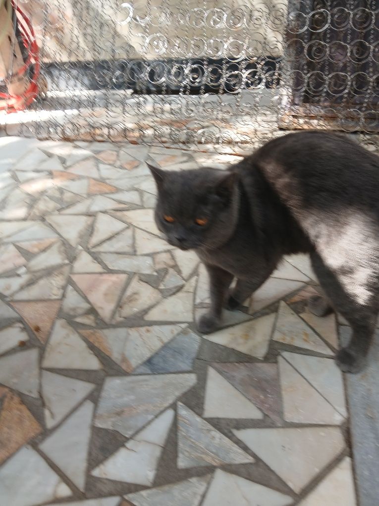 Отдам поролистого кота в хорошие руки