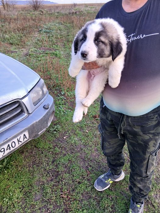 Каракачанки Българско овчарско куче.