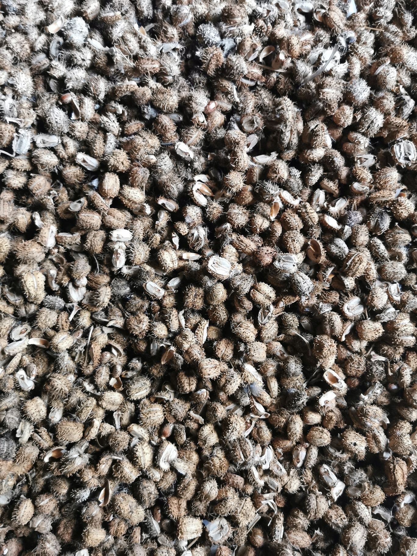 Vând semințe de ricin