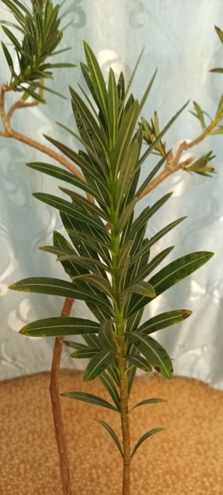 Олеандр комнатное растение