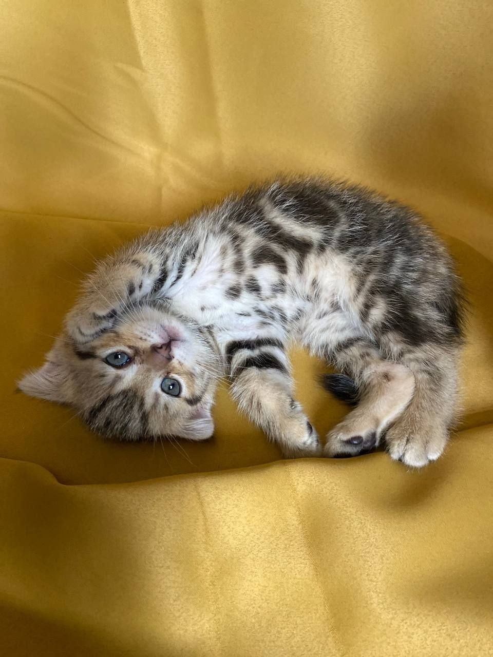 Продаются котята