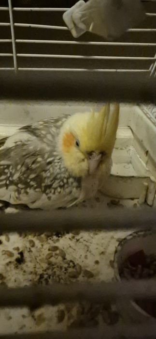 Papagal nimfă găsit pe stradă