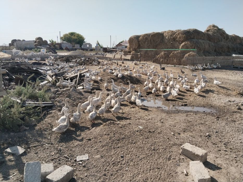 Үйрек, Қаз сатылады ...