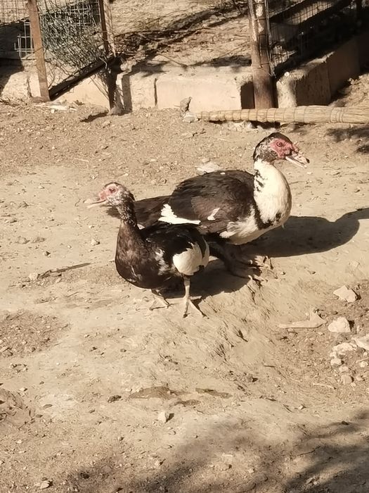 Мускусные утки еркек ұрғашы