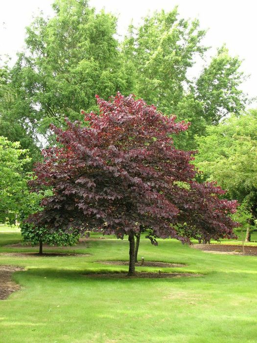 Prunus Nigra(Corcodus Rosu)