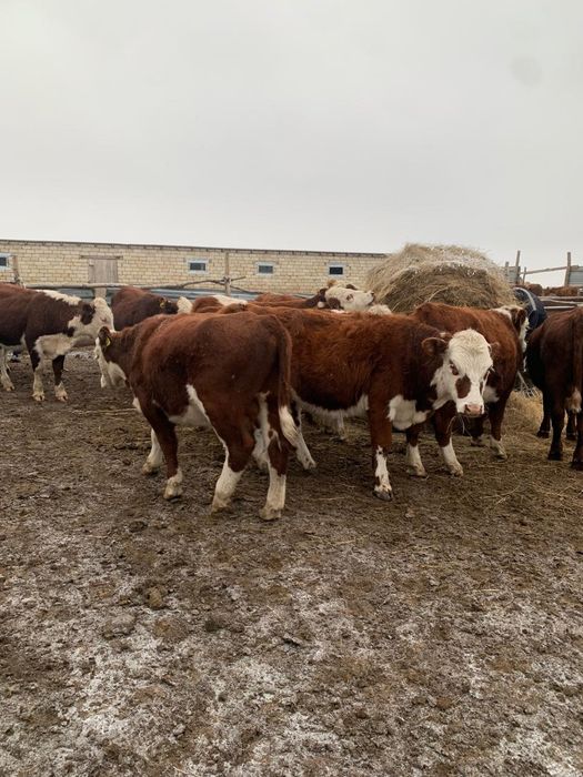 Ірі қара мал сатылады.