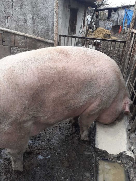 Домашно прасе около 350 кг.