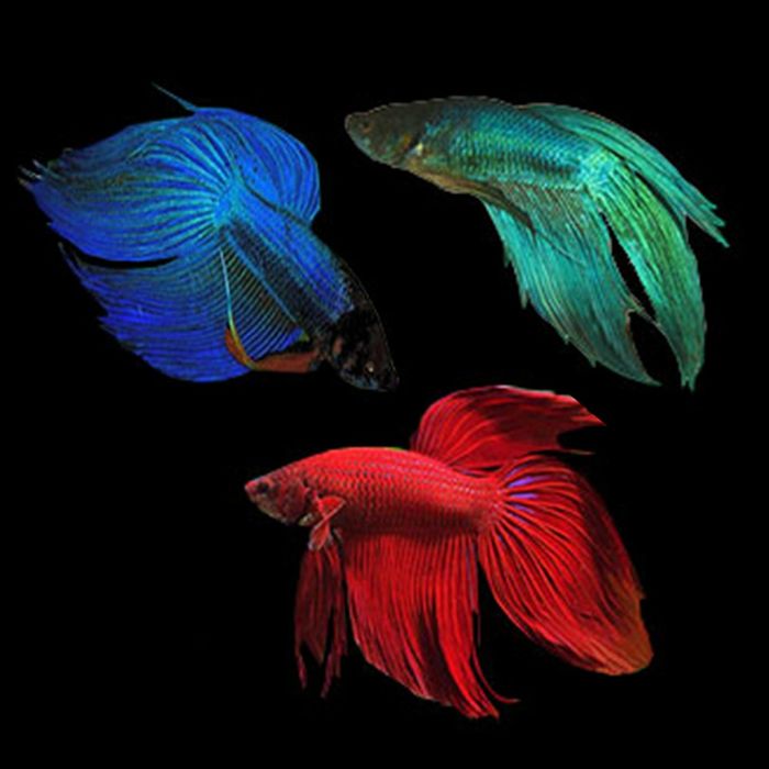 Продам  - петушок вуаль  ( Москва)