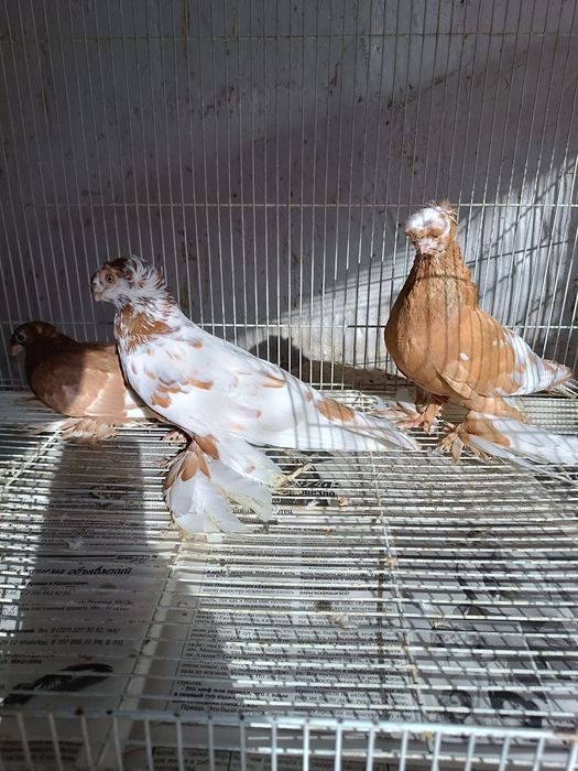 Голубей Продам цена разная