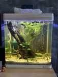 Vand/Schimb guppy