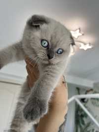 Scottish fold color point