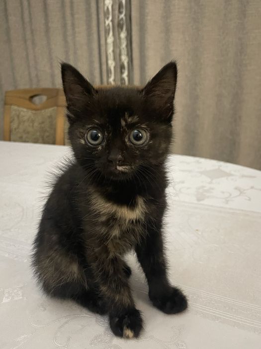 Отдам кошку в хорошыйе руки