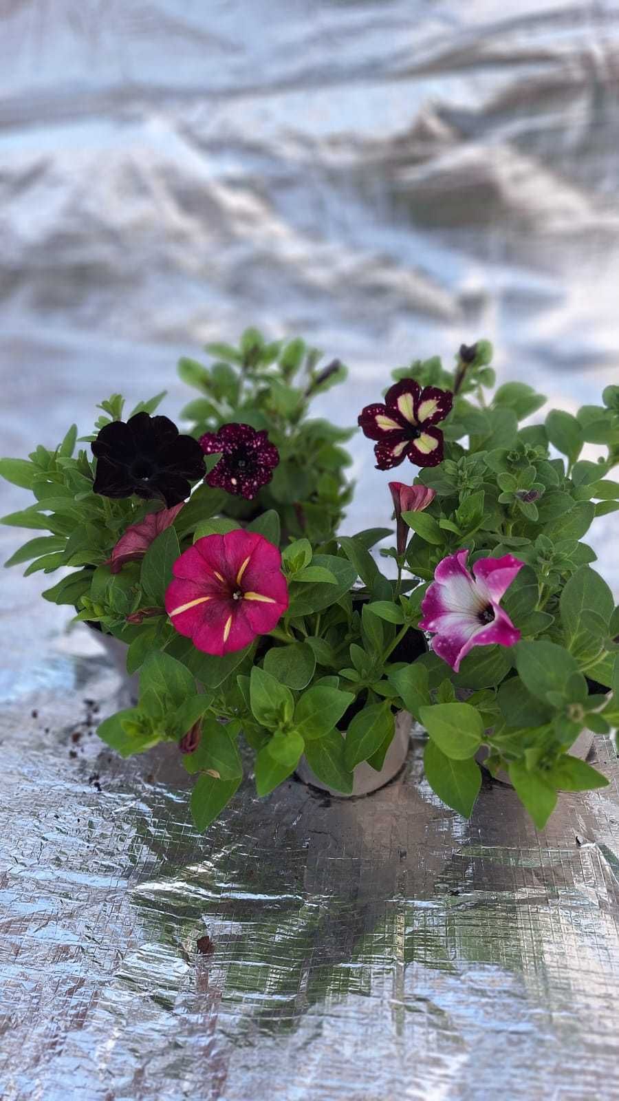 Muscate , zonale , dipladenia , petunia , verbena , sporul casei dalia