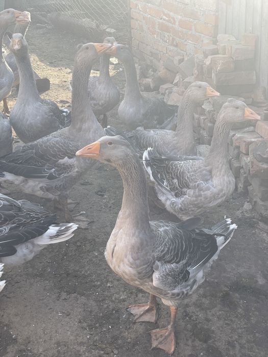 Rațe, cocosi, bibilici