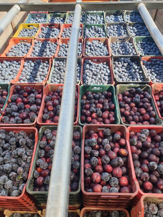 Prune cu preț real de producător din proprie Livadă