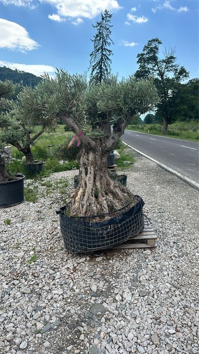 Maslini seculari plante ornanentale