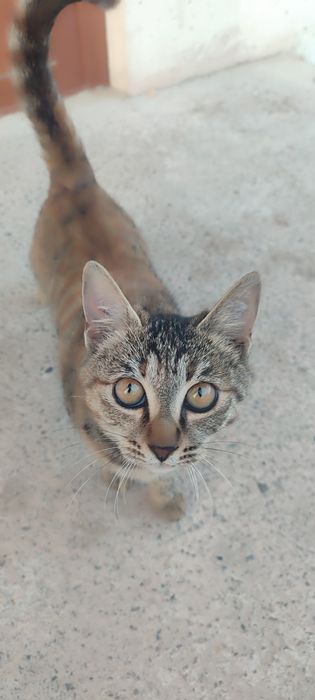 Отдам кошку в хорошую руку