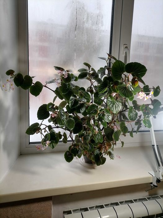 Бегония вечноцветущая