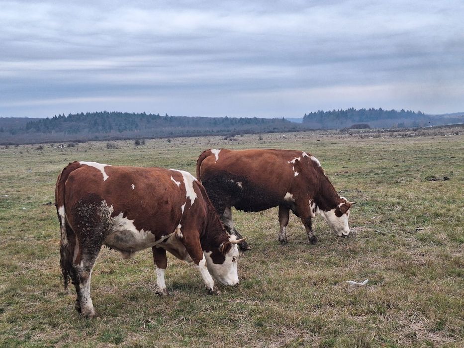 Vand vaca/vaci Baltata romaneasca gestanta cu acte in regula