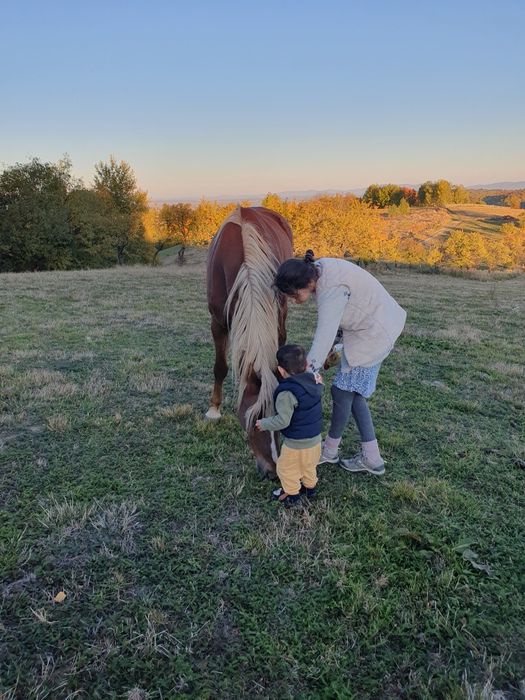 Vând iapa de calarie urgent