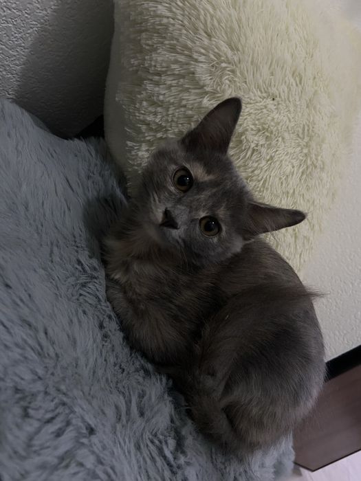 Отдам бесплатно котенка