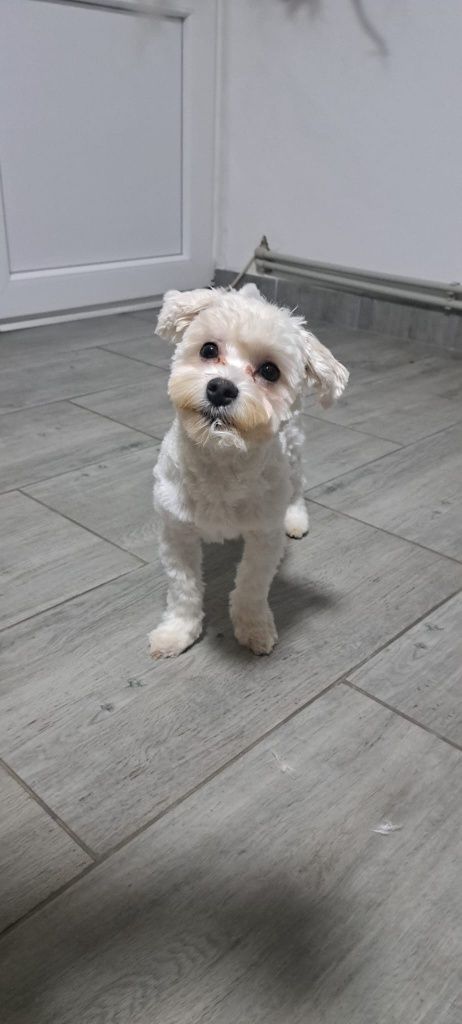 Grooming câini și pisici