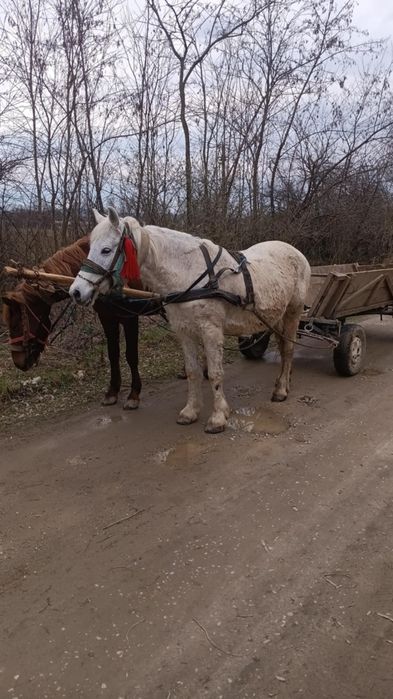Vind sau schimb iapă