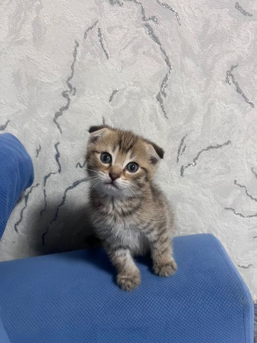 Продам шотландских котят