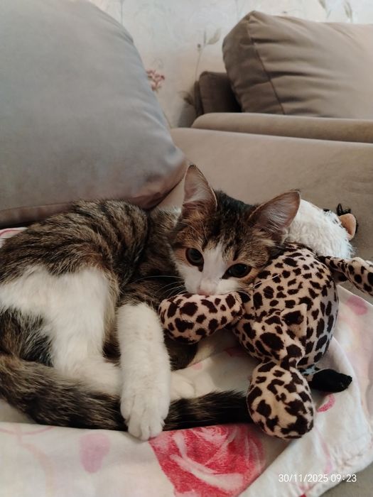 Котик Мурзик ок. 5 мес. В любящую, ответственную семью.