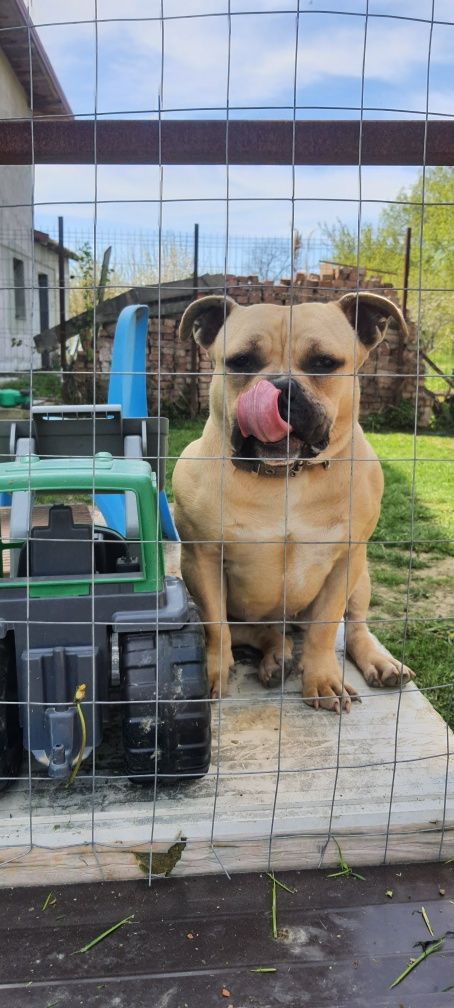 American bully poket