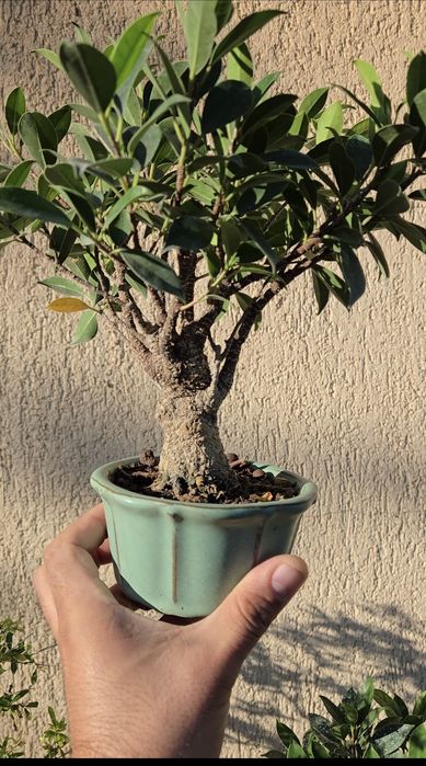 Bonsai Ficus Retusa