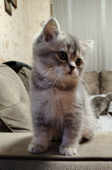 Британски котенца