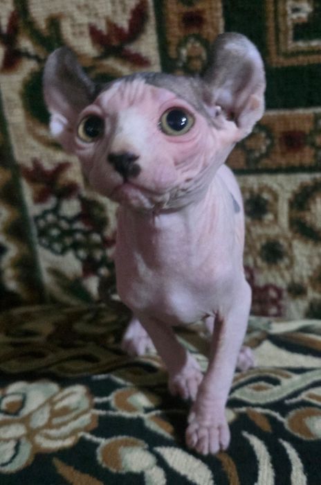 Продается девочка  породы СФИНКС Эльф