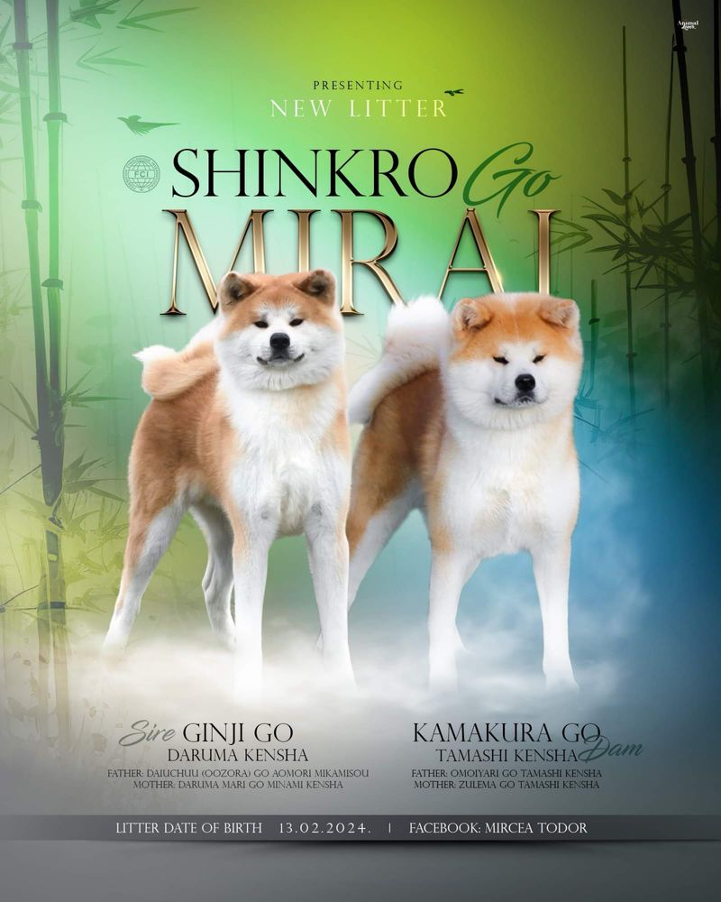 Akita Inu Japonez