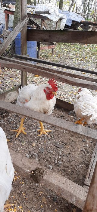 Vând 2 cocosi și 2 gaini