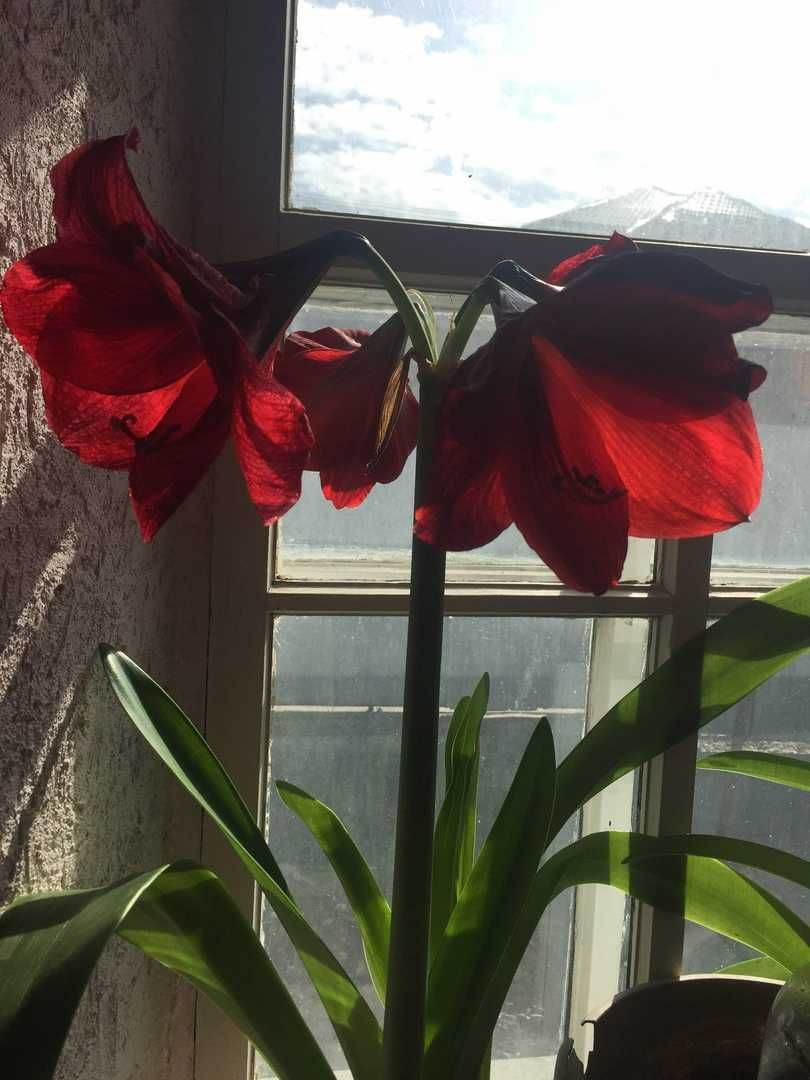 Продам комнатные цветы, Амариллис (Amaryllis),  и розовый Гиппеаструм