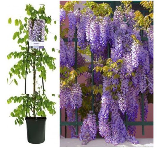 Wisteria (Glicina La Ghiveci) Diferite Culori