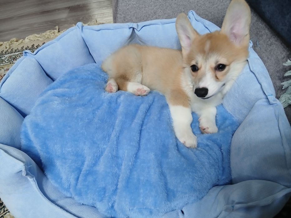 Продаю щенка Корги 3 месяца