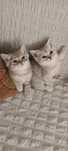 Vand brithish chinchilla silver
