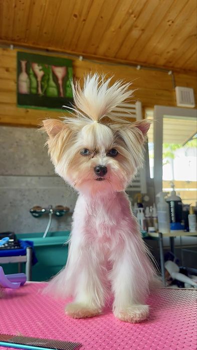 Frizerie canină / Toaletaj canin / Tuns Căței / Tuns Canin Bragadiru