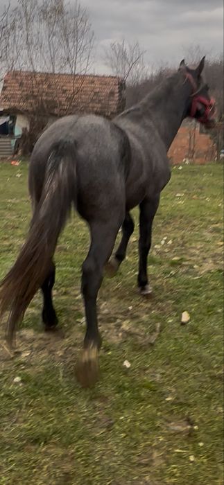 De vanzare manz de 3 ani lipitan 1.70 inl invatat calarie&utilaje